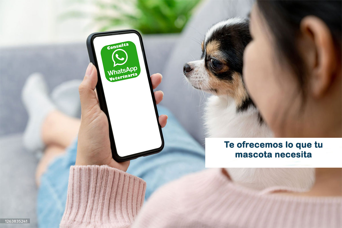 whatsapp consulta veterinario