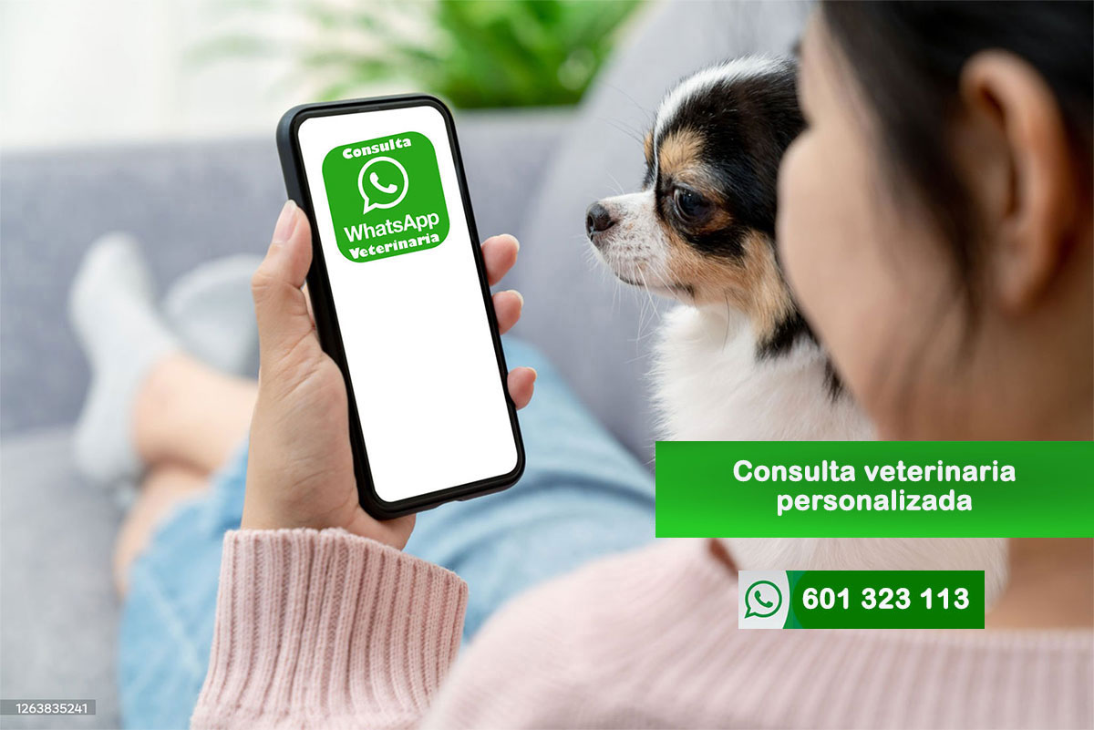 consulta veterinario por whatsapp personalizada